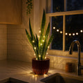 Serene Sparkle Light