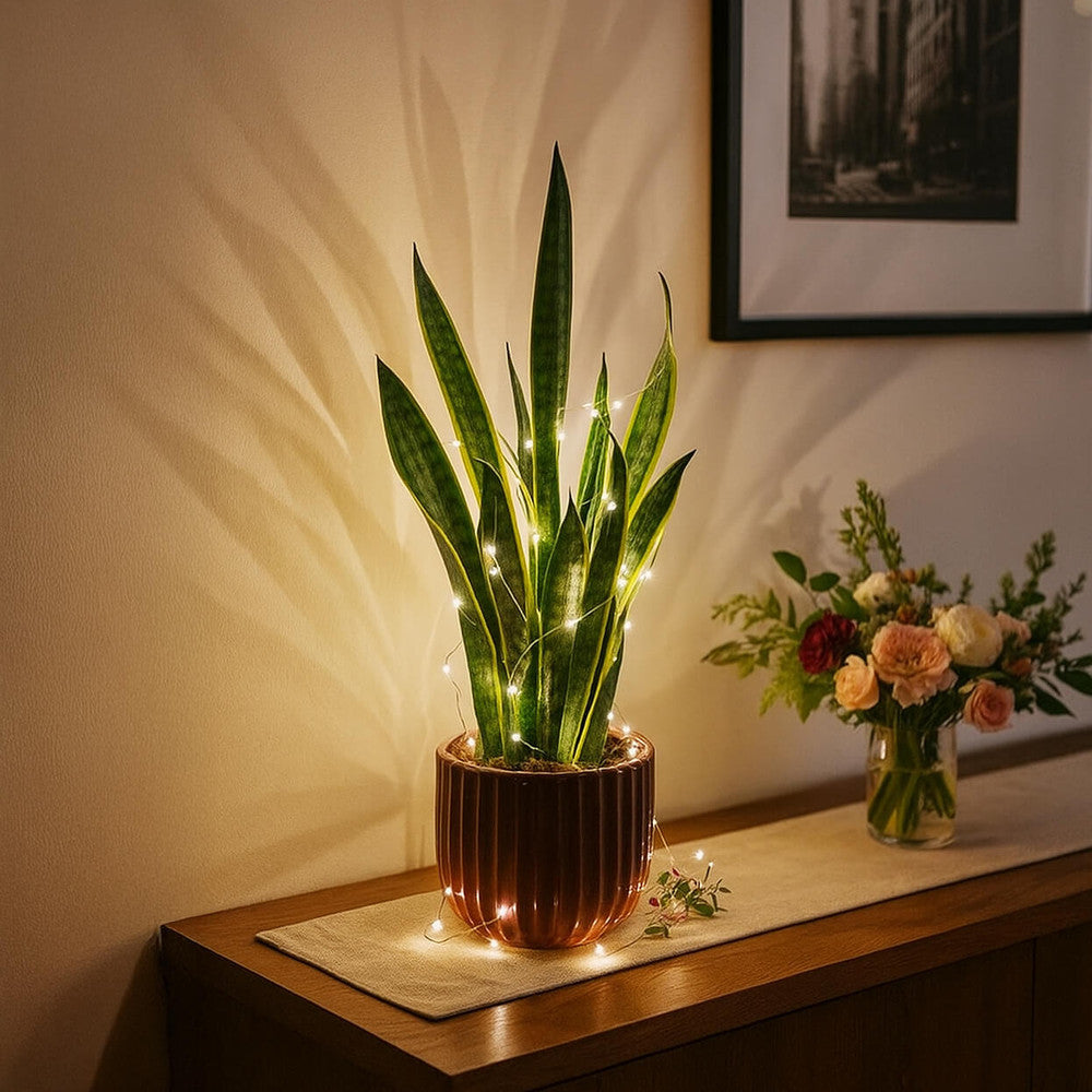 Serene Sparkle Light