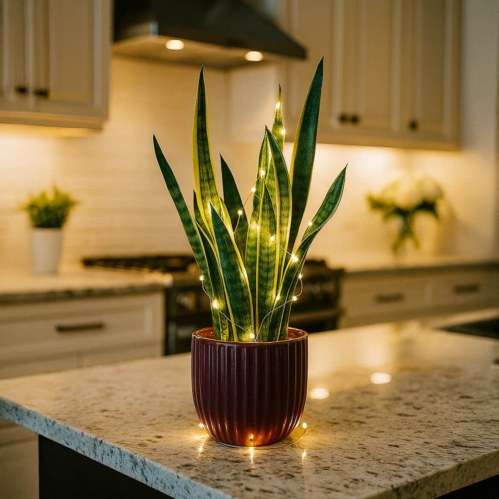 Serene Sparkle Light
