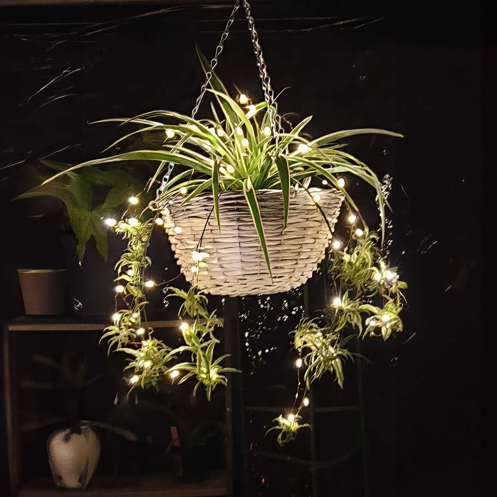 Tropical Twinkling Plant