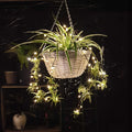 Tropical Twinkling Plant