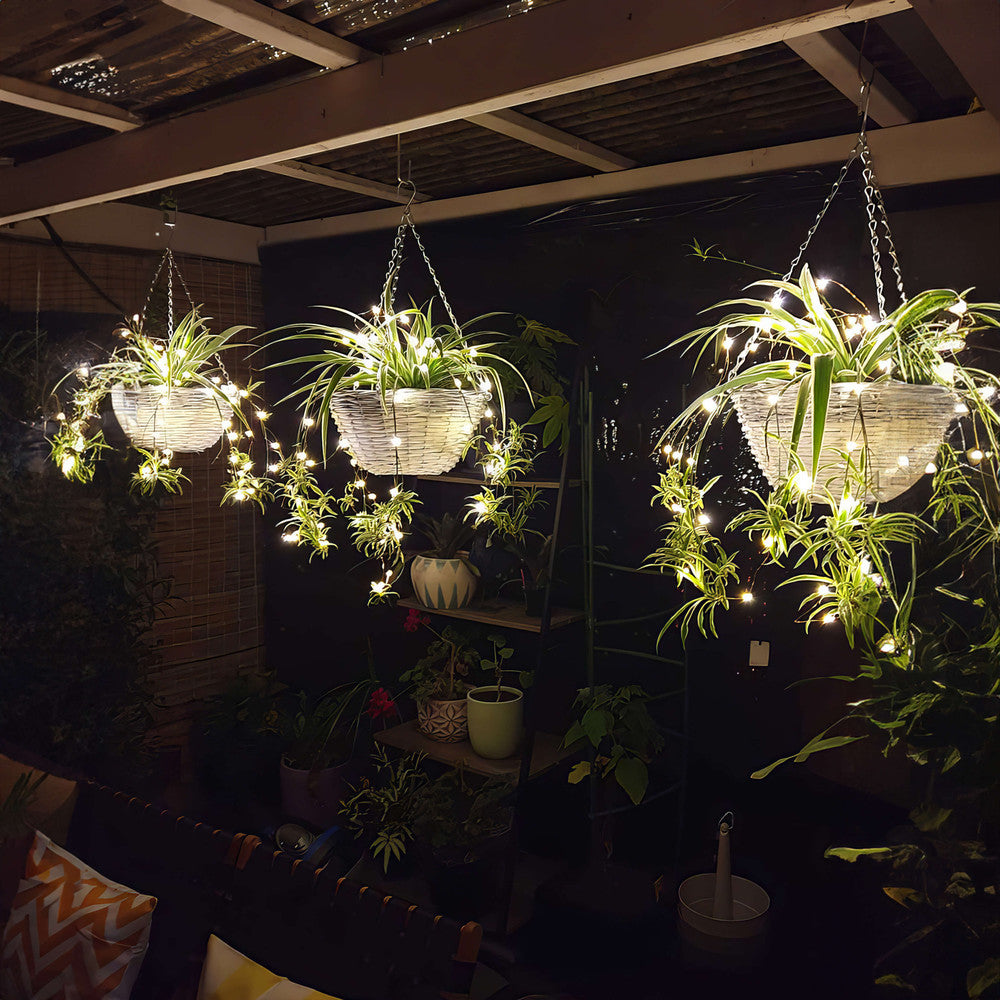 Tropical Twinkling Plant