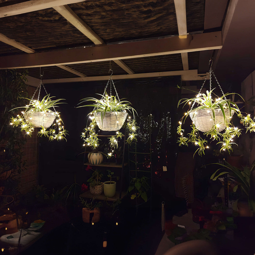 Tropical Twinkling Plant
