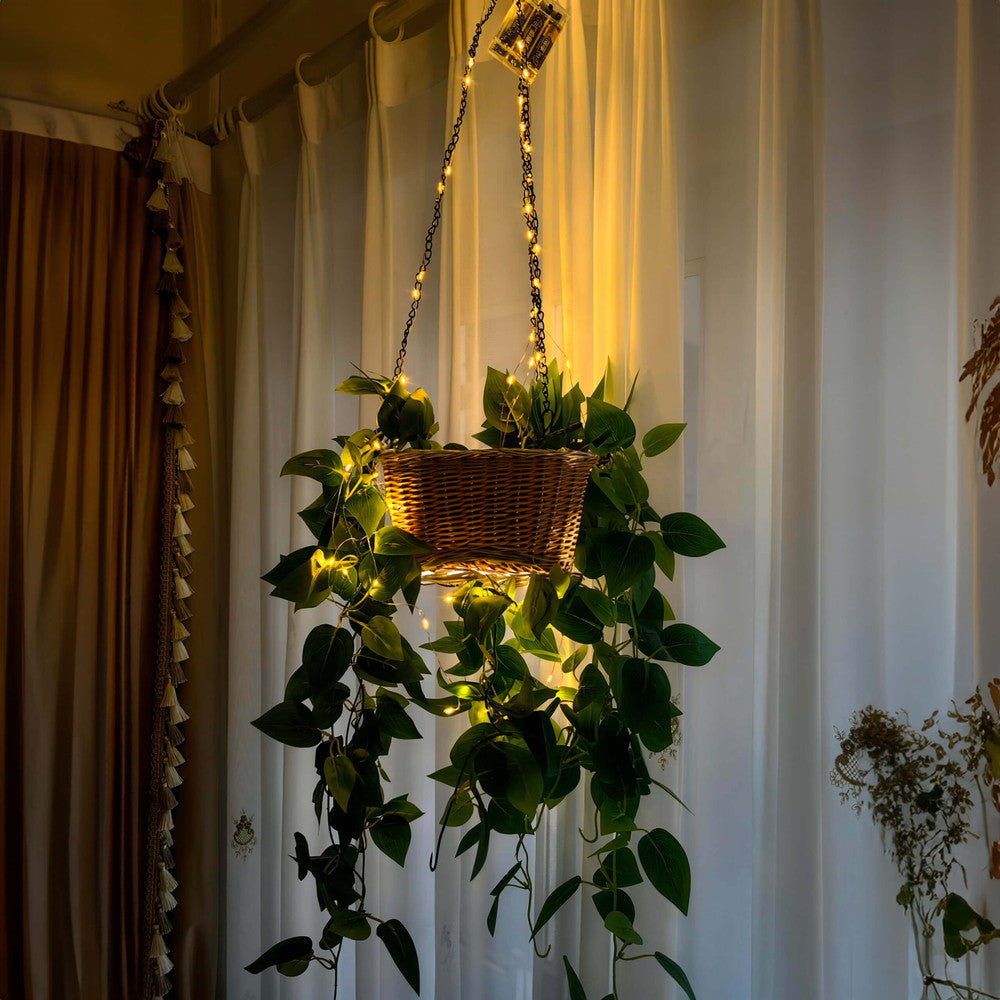 Tropical Twinkling Plant